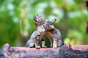 Tile: Cat - Tabby Cat kittens on tile roof