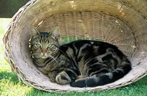 Laundry: CAT - Tabby cat in laundry basket