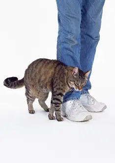 Owners: CAT - Tabby cat rubbing against owners legs