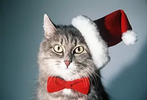 Andrey Zvoznikov: CAT - Tabby in christmas hat