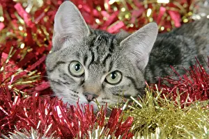 Tinsel: Cat - Tabby in Christmas tinsel