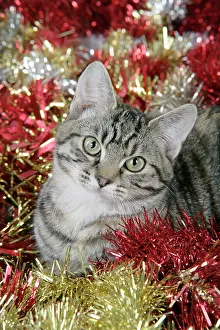 Tinsel: Cat - Tabby in Christmas tinsel
