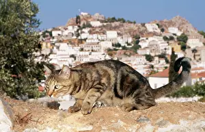 Santorini: CAT- Tabby, crouching, town in background