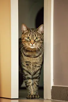 Doorway: Cat tabby at door entrance
