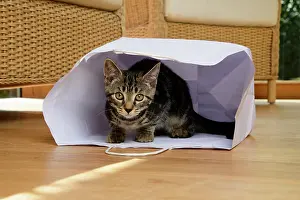 230921: CAT. Tabby kitten 17 weeks old, laying in a paper carrier ba