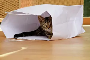 230921: CAT. Tabby kitten 17 weeks old, laying in a paper carrier ba