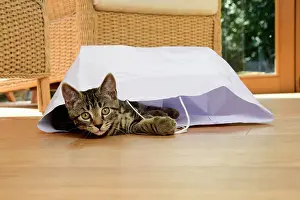 230921: CAT. Tabby kitten 17 weeks old, laying in a paper carrier ba
