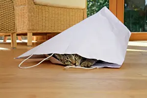 230921: CAT. Tabby kitten 17 weeks old, laying in a paper carrier ba