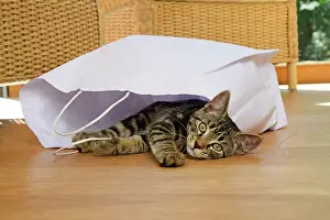230921: CAT. Tabby kitten 17 weeks old, laying in a paper carrier ba