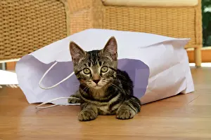 230921: CAT. Tabby kitten 17 weeks old, laying in a paper carrier ba