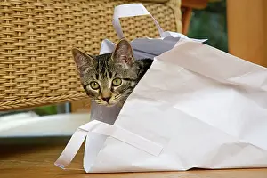 230921: CAT. Tabby kitten 17 weeks old, laying in a paper carrier ba