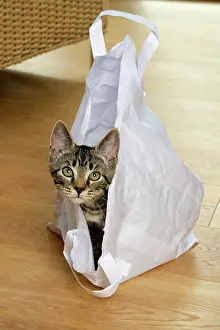 230921: CAT. Tabby kitten 17 weeks old, laying in a paper carrier ba