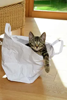 230921: CAT. Tabby kitten 17 weeks old, laying in a paper carrier ba