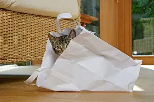 230921: CAT. Tabby kitten 17 weeks old, laying in a paper carrier ba
