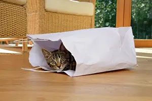 Paper: CAT. Tabby kitten 17 weeks old, laying in a paper carrier ba