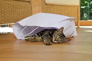 Paper: CAT. Tabby kitten 17 weeks old, laying in a paper carrier ba