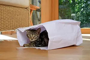 Paper: CAT. Tabby kitten 17 weeks old, laying in a paper carrier ba