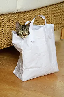 Paper: CAT. Tabby kitten 17 weeks old, laying in a paper carrier ba