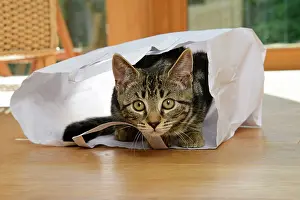 Paper: CAT. Tabby kitten 17 weeks old, laying in a paper carrier ba