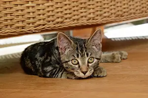 230921: CAT. Tabby kitten, 17 weeks old, laying on the floor under