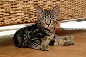 230921: CAT. Tabby kitten, 17 weeks old, laying on the floor under