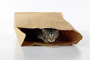 Studi: CAT. Tabby kitten 18 weeks old in a brown carrier bag, studi