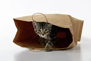 Studi: CAT. Tabby kitten 18 weeks old in a brown carrier bag, studi