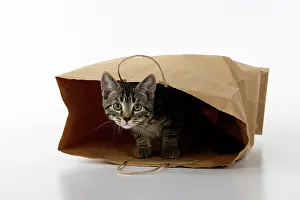 Studi: CAT. Tabby kitten 18 weeks old in a brown carrier bag, studi