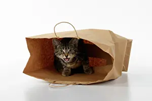 Studi: CAT. Tabby kitten 18 weeks old in a brown carrier bag, studi