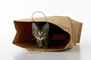 Studi: CAT. Tabby kitten 18 weeks old in a brown carrier bag, studi