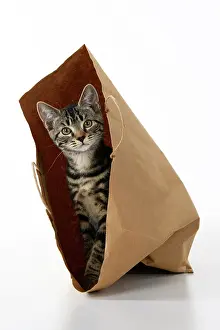 Studi: CAT. Tabby kitten 18 weeks old in a brown carrier bag, studi