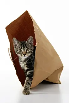 Studi: CAT. Tabby kitten 18 weeks old in a brown carrier bag, studi