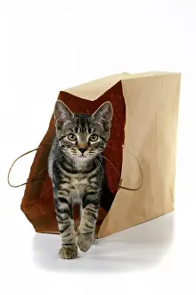 Studi: CAT. Tabby kitten 18 weeks old in a brown carrier bag, studi