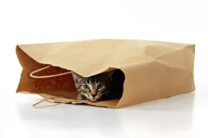 Studi: CAT. Tabby kitten 18 weeks old in a brown carrier bag, studi