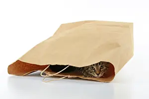 Studi: CAT. Tabby kitten 18 weeks old in a brown carrier bag, studi