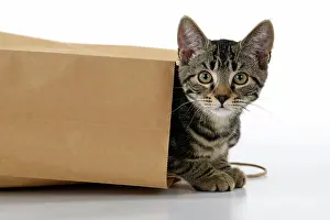 031021: CAT. Tabby kitten 18 weeks old in a brown carrier bag, head