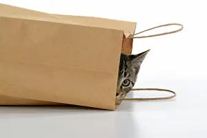 031021: CAT. Tabby kitten 18 weeks old in a brown carrier bag, head
