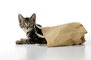 CAT. Tabby kitten 18 weeks old in a brown carrier bag, weari