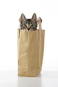 031021: CAT. Tabby kitten 18 weeks old in a brown carrier bag, head