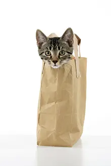 031021: CAT. Tabby kitten 18 weeks old in a brown carrier bag, head