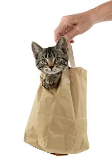 031021: CAT. Tabby kitten 18 weeks old in a brown carrier bag, head