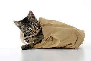 Studi: CAT. Tabby kitten 18 weeks old in a brown carrier bag, studi