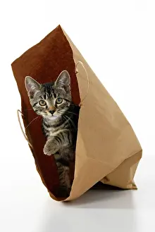 Everyday: CAT. Tabby kitten 18 weeks old in a brown carrier bag, studi