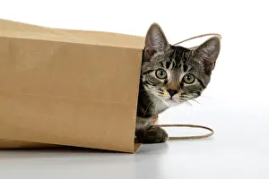 Everyday: CAT. Tabby kitten 18 weeks old in a brown carrier bag, head