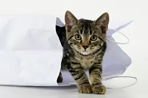 Studi: CAT. Tabby kitten 18 weeks old in a white carrier bag, studi