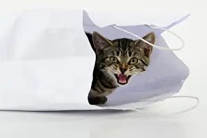 Paper: CAT. Tabby kitten 18 weeks old in a white carrier bag, studi