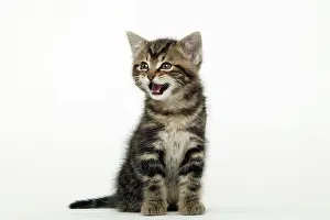 Miaowing: CAT - Tabby Kitten