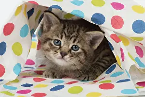 Polka: Cat Tabby kitten