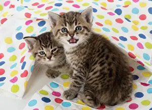 Polka: Cat Tabby kitten