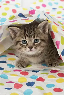 Sheet: Cat Tabby kitten